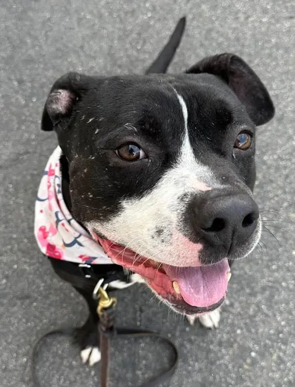 An adult large-sized male Pit Bull Terrier dog named Mojo for adoption in San Diego, CA
