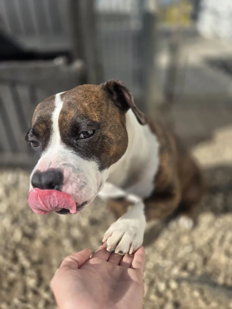 An adult medium-sized female Brindle Terrier dog named Karla for adoption in Joliet, IL