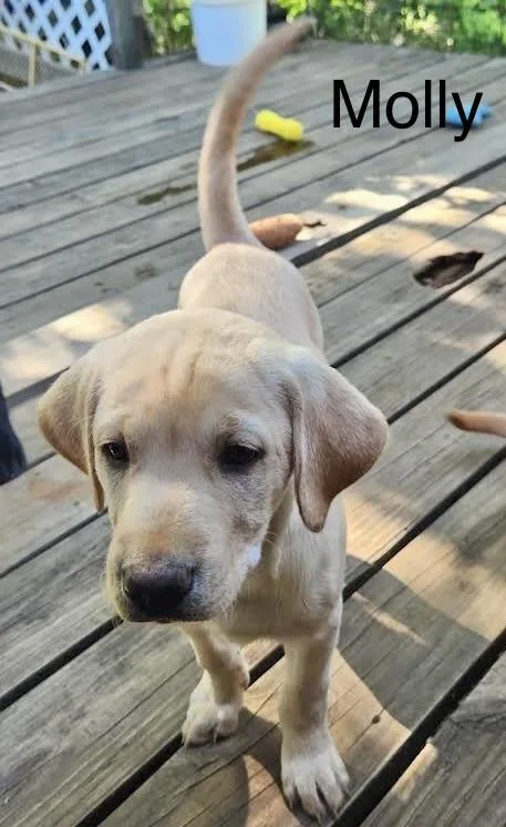 A baby medium-sized female Labrador Retriever dog named Molly for adoption in Manchester, CT