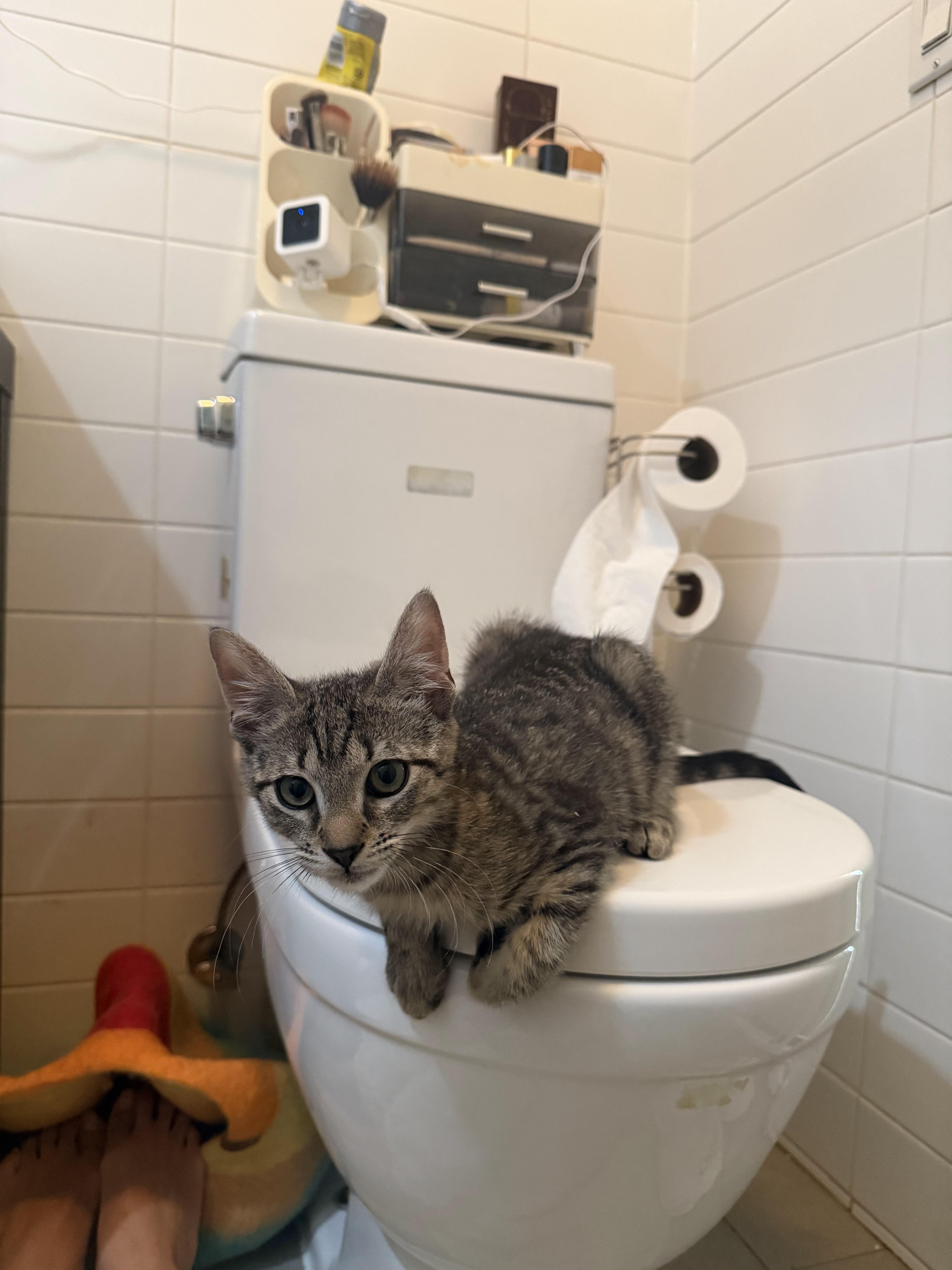 A baby small-sized female Black Domestic Short Hair cat named Mini & Mercedes for adoption in brooklyn, NY