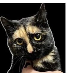 Mardigras thumbnail 2