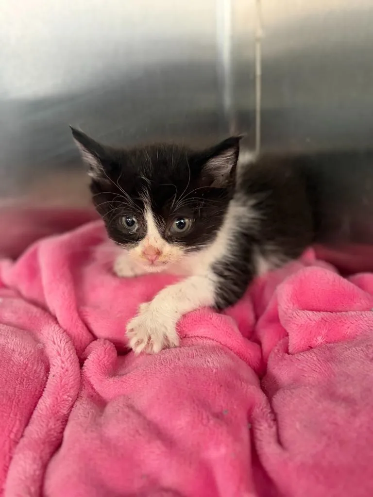 A baby medium-sized male Domestic Medium Hair cat named Collen for adoption in Portland, IN