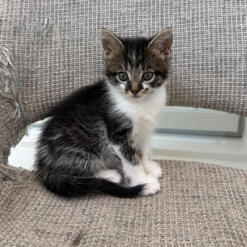 A baby medium-sized female Domestic Short Hair cat named S'mores for adoption in Evanston, IL