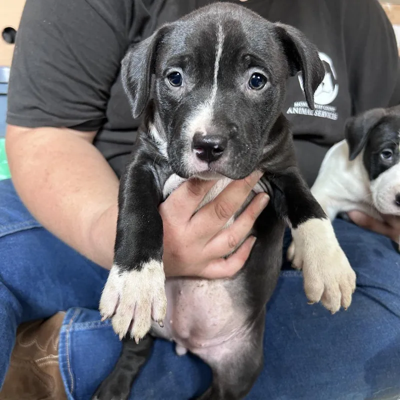A baby medium-sized female Black Pit Bull Terrier dog named Gem for adoption in Mount Gilead, NC