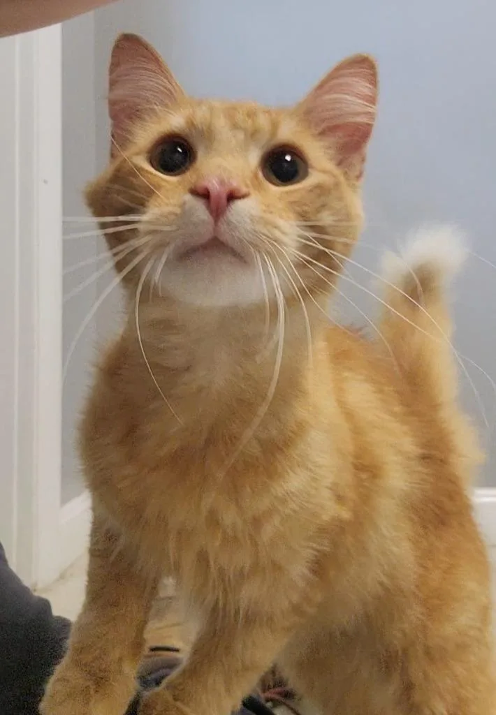A young medium-sized male Domestic Short Hair cat named Aki for adoption in Sandusky, OH