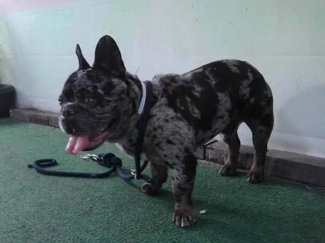 A young medium-sized male French Bulldog dog named Chase for adoption in Baldwin Park, CA