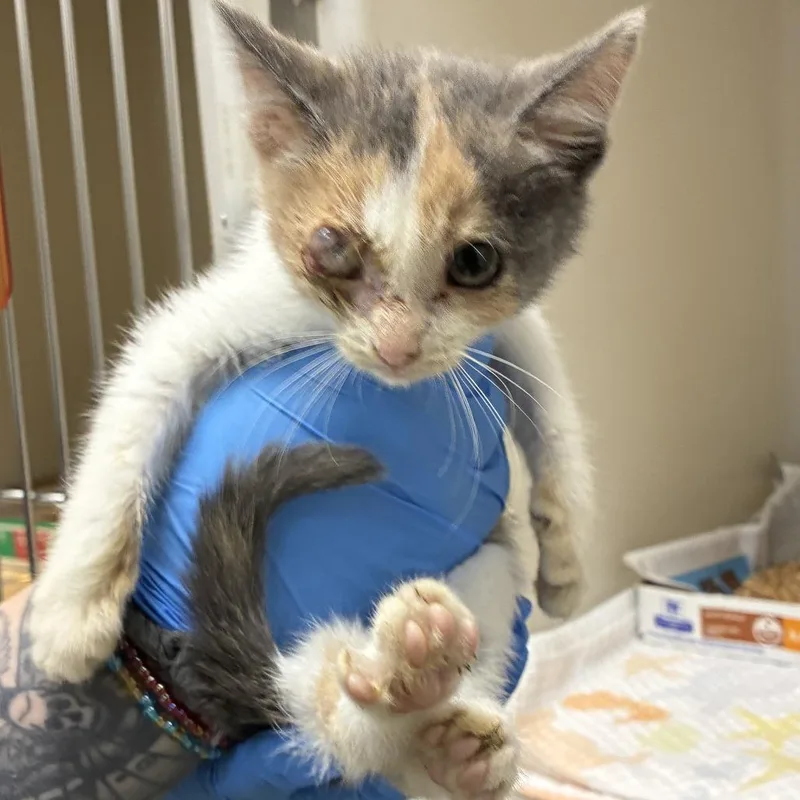A baby small-sized female Calico Domestic Short Hair cat named 71673 for adoption in Harrisonburg, VA