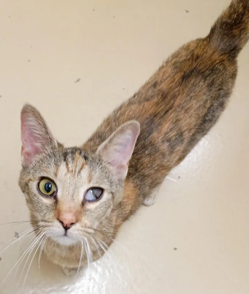 A young medium-sized female Tabby cat named Moody for adoption in Hamilton, OH