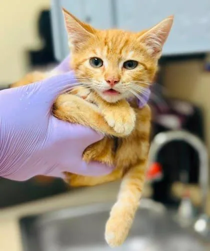 A baby small-sized male Domestic Short Hair cat named Frizzle for adoption in West Chester, PA