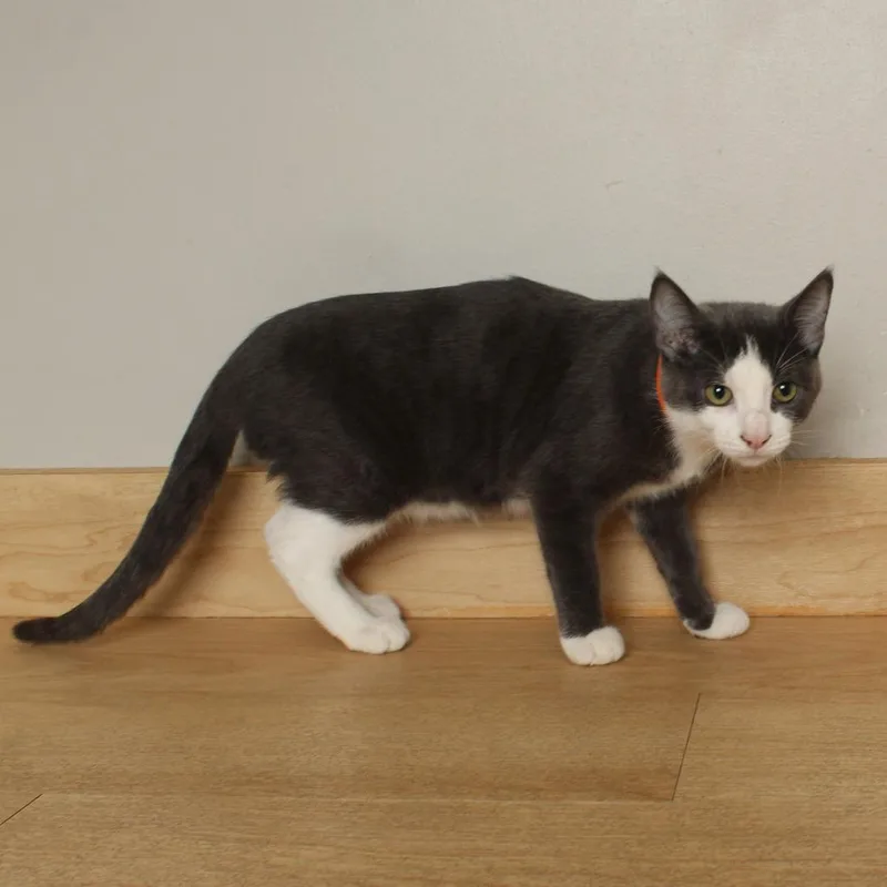 A baby small-sized female Gray / Blue / Silver Domestic Short Hair cat named Rambo C for adoption in Minnetonka, MN