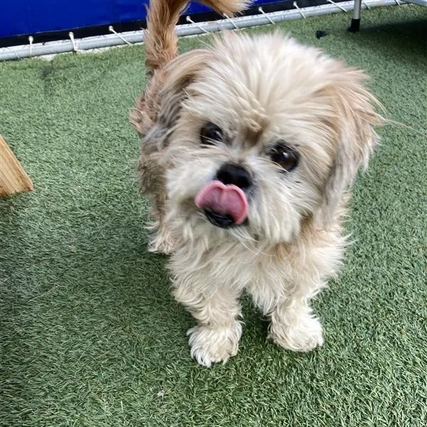 An adult small-sized male Shih Tzu dog named Walter for adoption in Hawthorne, CA