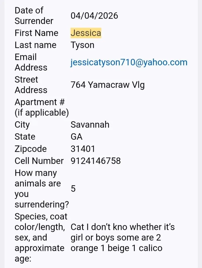 A baby small-sized female Domestic Short Hair cat named Myla for adoption in Darien, GA