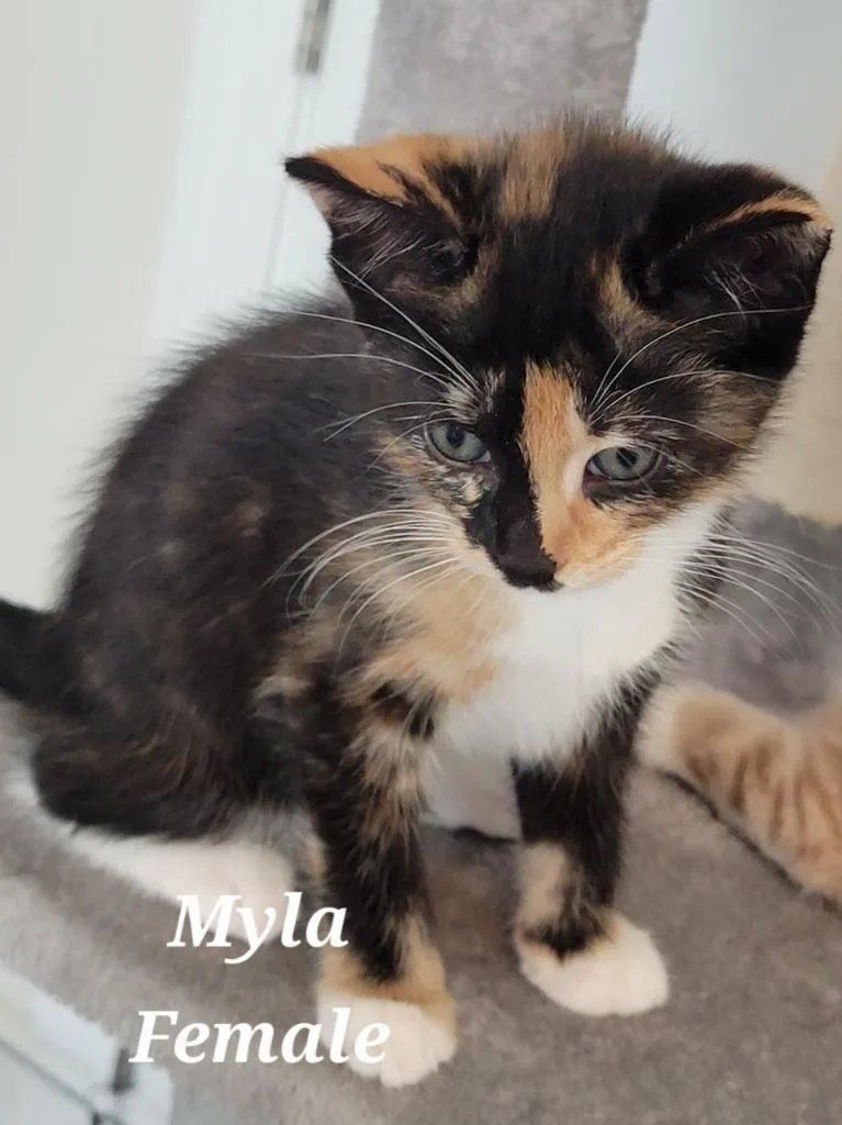 Myla thumbnail 2