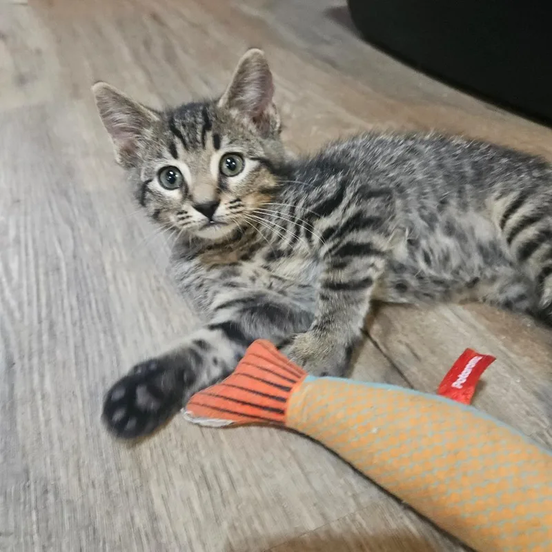 A baby small-sized male Gray / Blue / Silver Domestic Short Hair cat named Blake for adoption in Hattiesburg, MS
