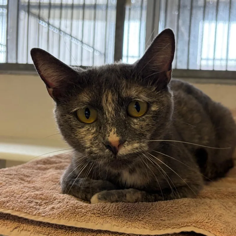 An adult small-sized female Tortoiseshell Domestic Short Hair cat named Mia for adoption in Santa Barbara, CA