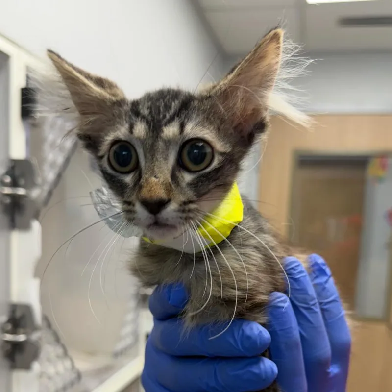 A baby small-sized male Brown / Chocolate Domestic Long Hair cat named Yoda for adoption in Marshall, TX