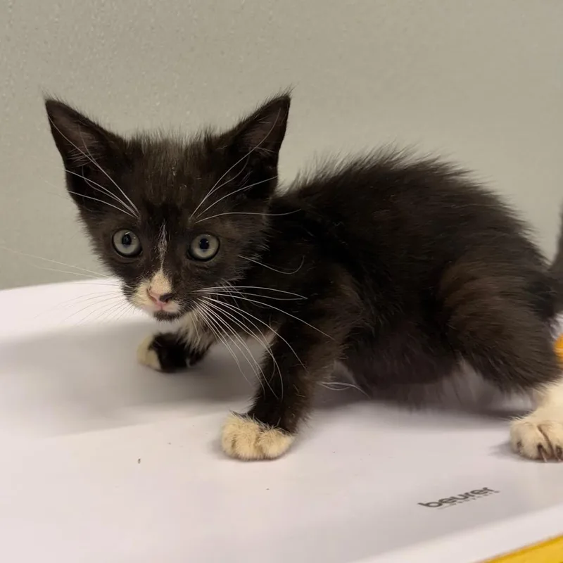 A baby small-sized male Black Domestic Short Hair cat named Micah for adoption in Clearwater, FL