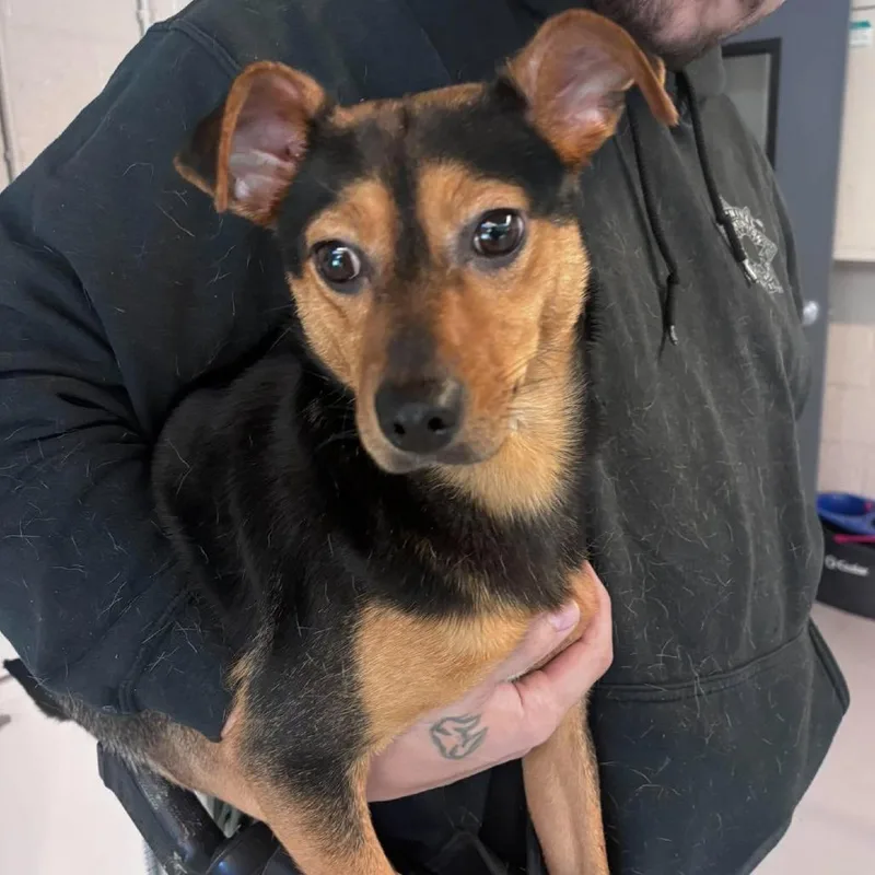 An adult small-sized male Black Mixed Breed dog named Dexter Stay Hold for adoption in Huntington, WV