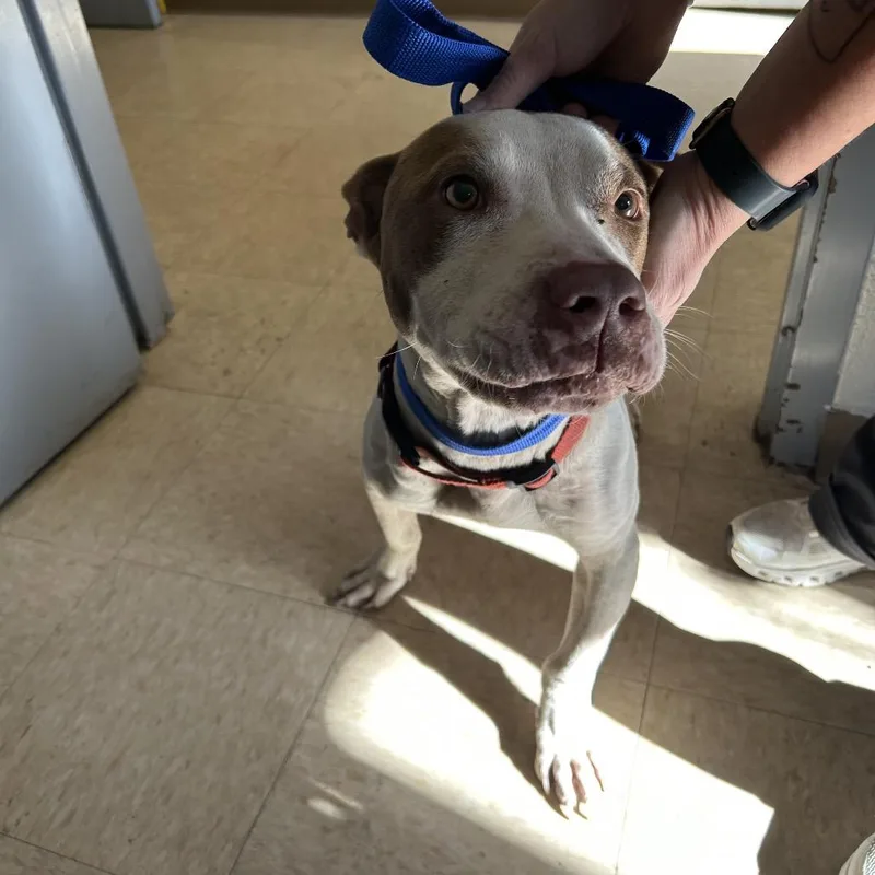 An adult medium-sized male White / Cream Pit Bull Terrier dog named StrayAllensville Rd for adoption in Roxboro, NC
