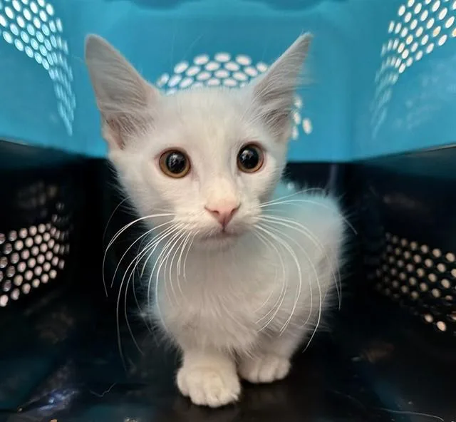 A baby small-sized male Domestic Short Hair cat named Ghost for adoption in Baldwin Park, CA