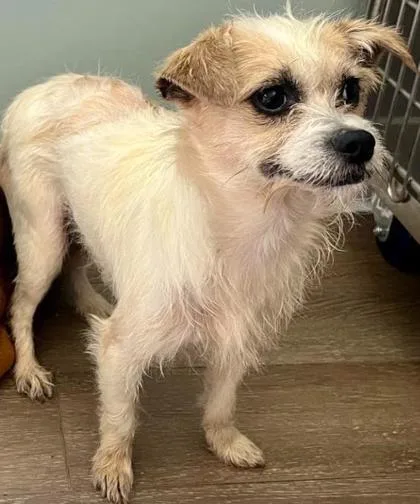 A young small-sized male White / Cream Terrier dog named Mango for adoption in Annapolis, MD