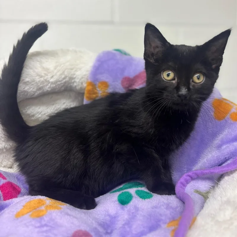 A baby small-sized female Black Domestic Short Hair cat named Eliza for adoption in Marshalltown, IA