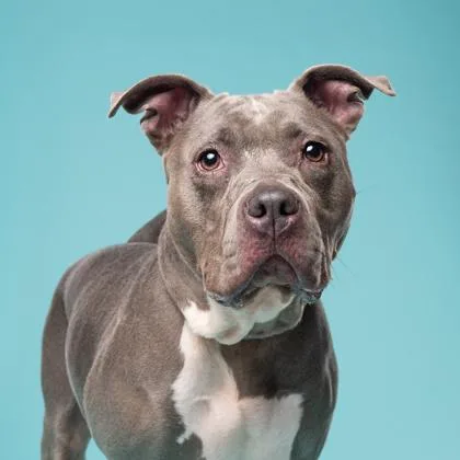 An adult medium-sized female American Staffordshire Terrier dog named Keanu for adoption in Atlanta, GA