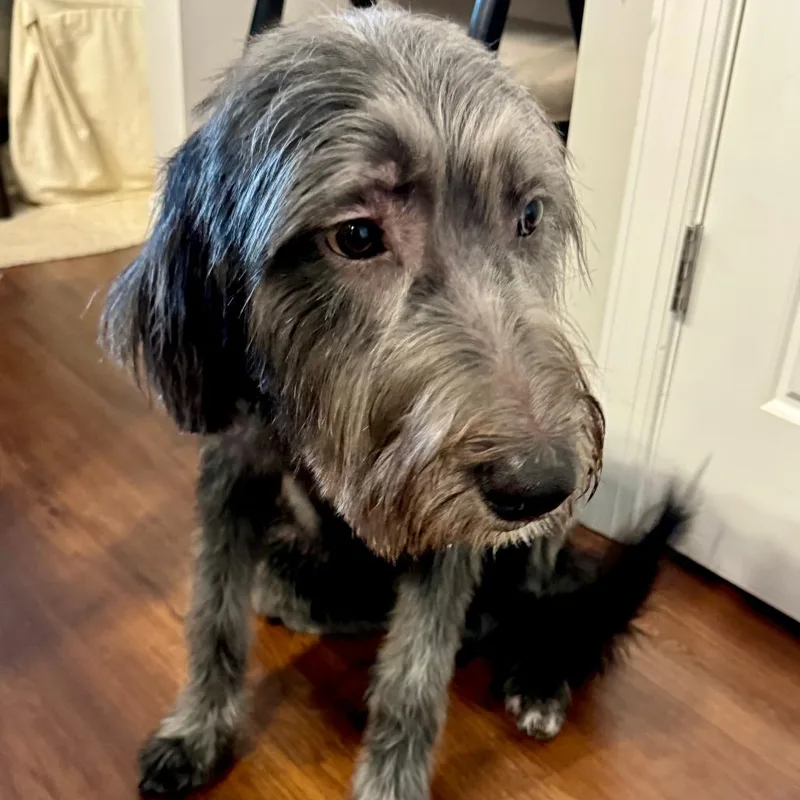 A young large-sized male Black Mixed Breed dog named Diesel for adoption in Asheville, NC
