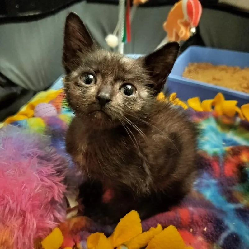 A baby small-sized male Black Domestic Short Hair cat named Edison for adoption in Naples, FL