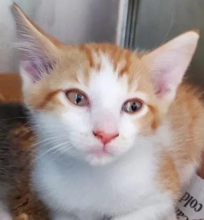 A young large-sized male Domestic Short Hair cat named Prince for adoption in Kansas City, MO