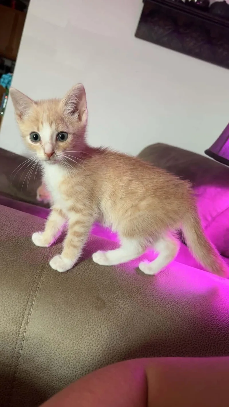 A baby small-sized male Domestic Short Hair cat named Rocky for adoption in Clymer, PA