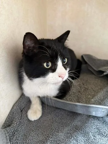 A senior medium-sized male Black & White / Tuxedo Domestic Short Hair cat named Zorro for adoption in Canon City, CO