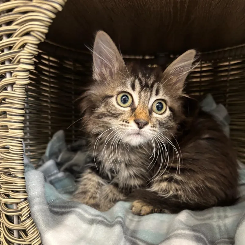 A baby small-sized female Black Domestic Short Hair cat named Emmy for adoption in Medford, OR