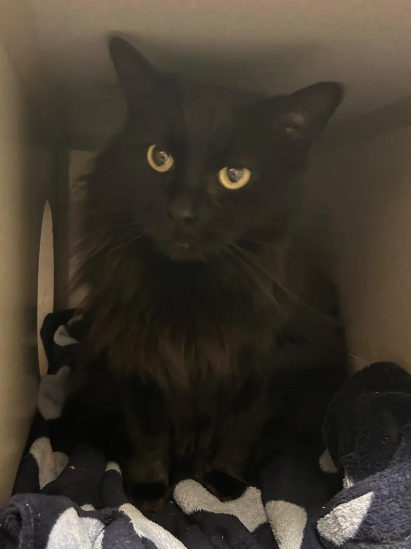 An adult medium-sized female Black Domestic Long Hair cat named Echo for adoption in Mason City, IA
