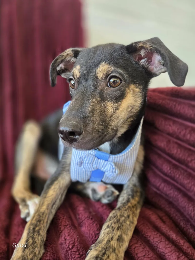 A baby medium-sized male Black Terrier dog named Jackson for adoption in Houston, TX