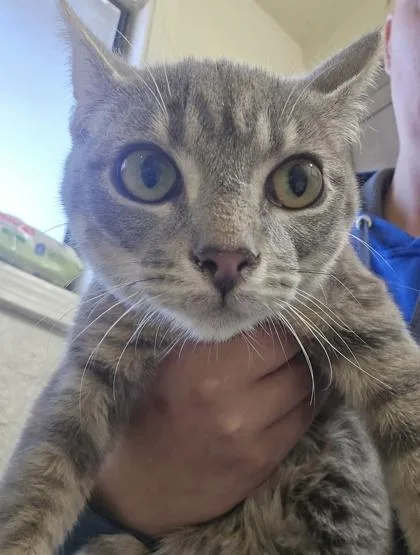 An adult small-sized female Domestic Short Hair cat named Daffodil for adoption in Klamath Falls, OR
