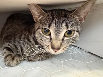 A young medium-sized female Domestic Short Hair cat named Hajj for adoption in Washington, DC