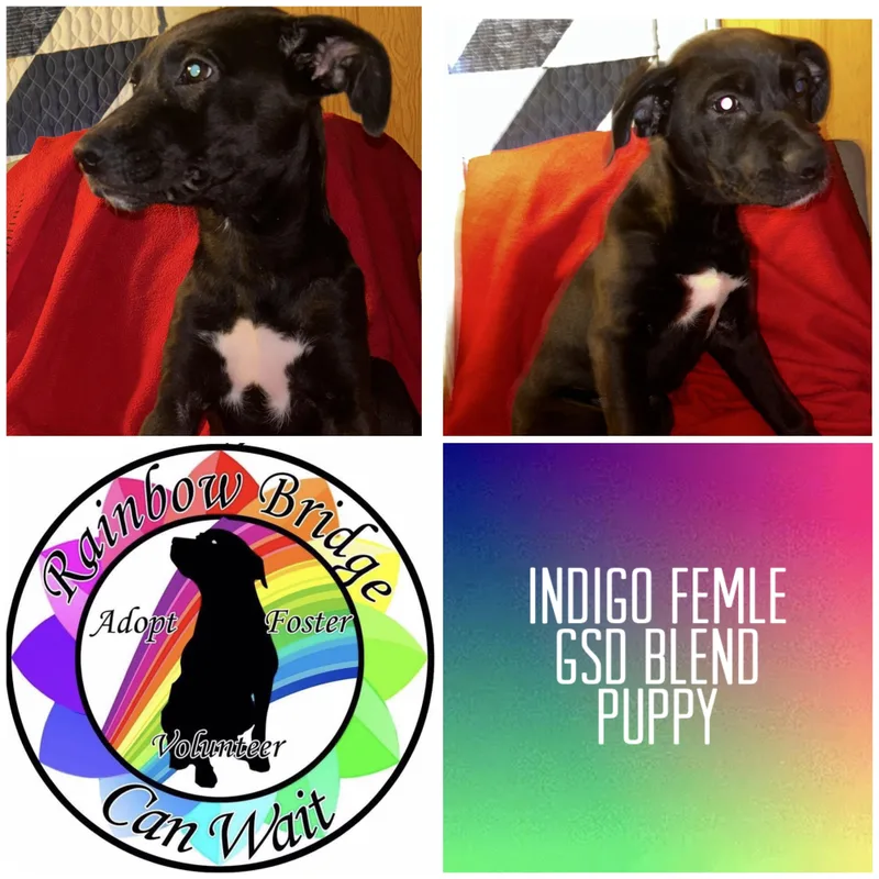 A baby large-sized female German Shepherd Dog dog named Indigo for adoption in Carnegie, OK