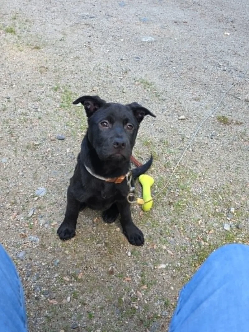 A baby medium-sized male Black Chow Chow dog named Modelo for adoption in Brunswick, ME