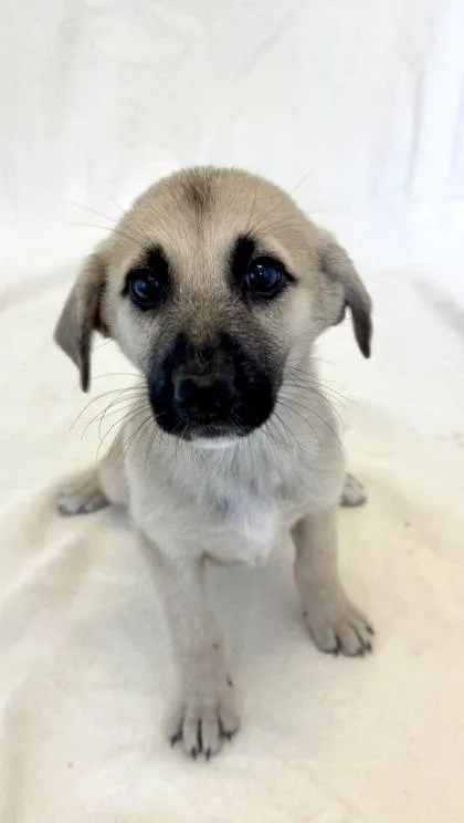 A young large-sized female German Shepherd Dog dog named Rain for adoption in Buffalo, MN