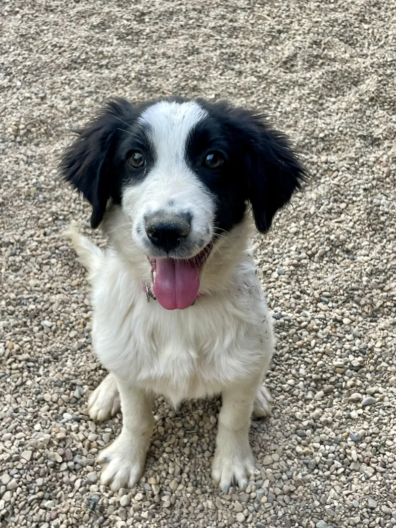 Pip