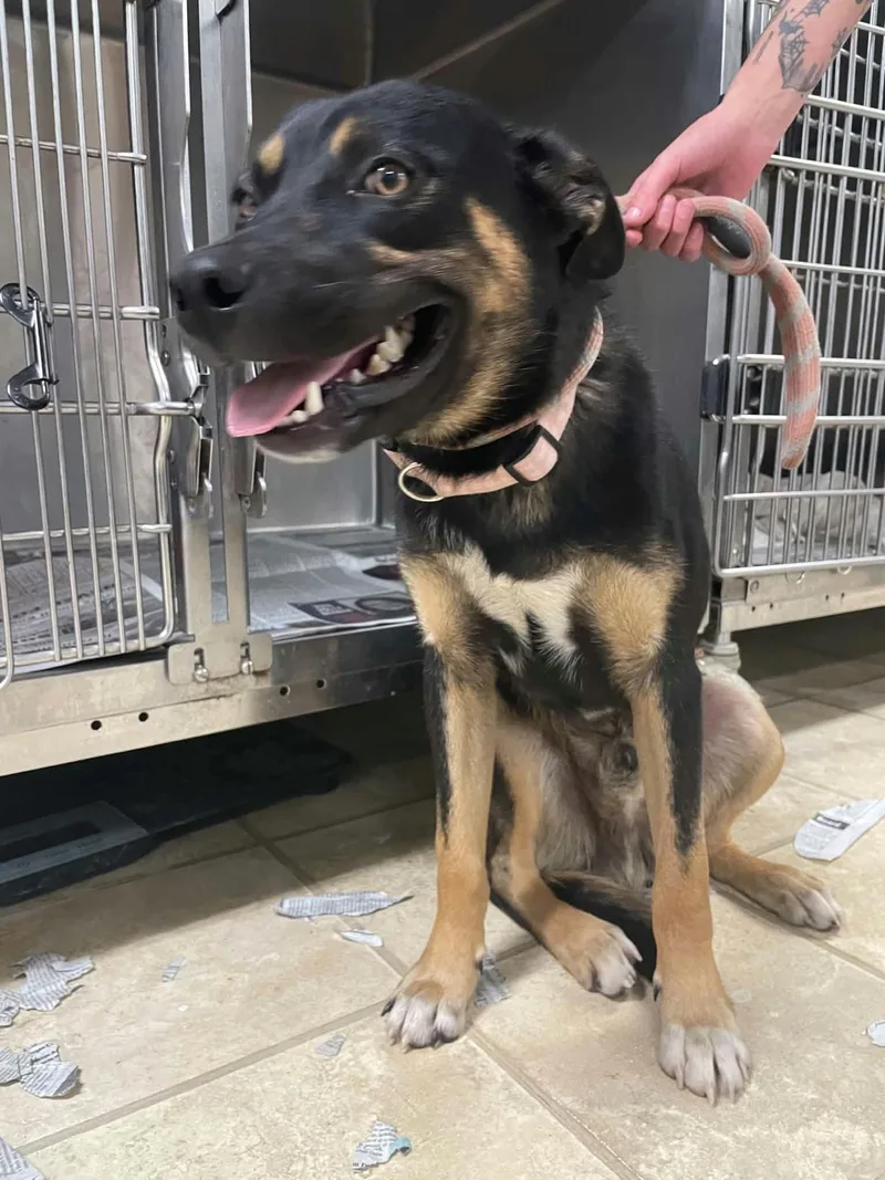 An adult large-sized male German Shepherd Dog dog named Maddox for adoption in Frenchburg, KY