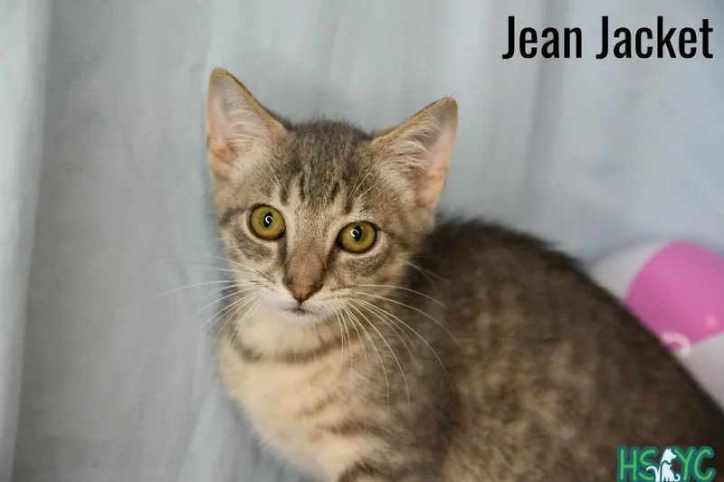 A baby medium-sized male Domestic Short Hair cat named Jean Jacket for adoption in Fort Mill, SC