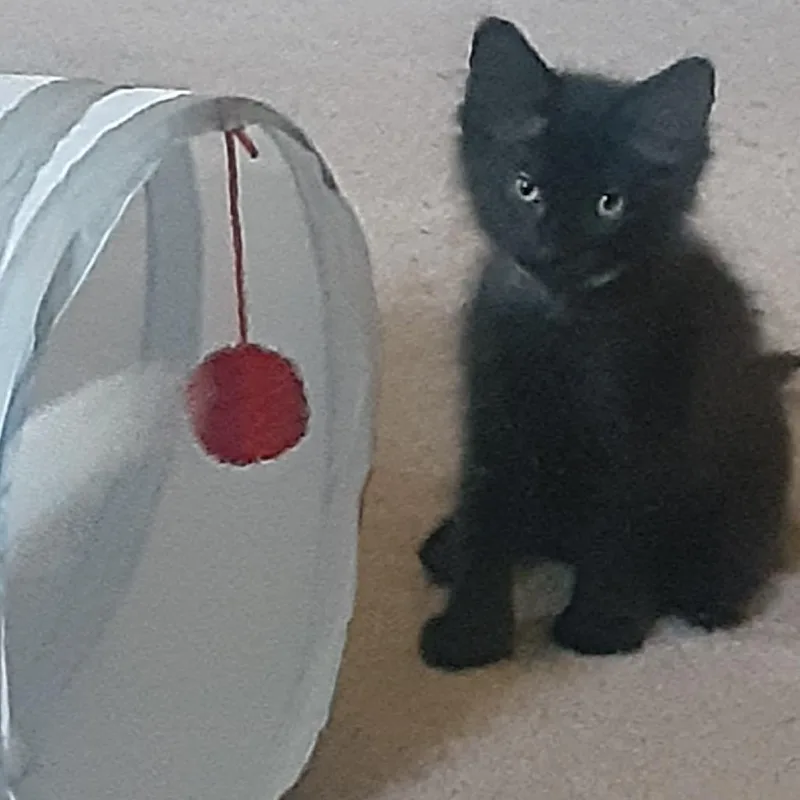 A baby small-sized male Black Domestic Long Hair cat named Kyber Crystal for adoption in South Elgin, IL