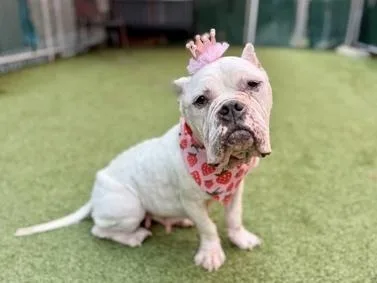A senior medium-sized female White / Cream Mixed Breed dog named Wisteria for adoption in New York, NY