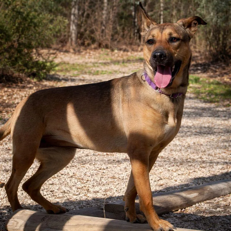 An adult medium-sized female Bicolor Shepherd dog named Bella for adoption in Plain City, OH