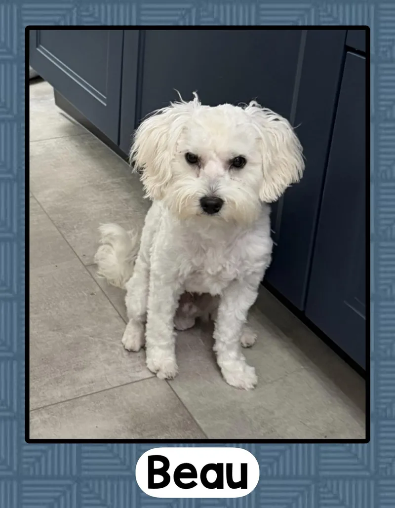 A young small-sized male White / Cream Maltese dog named Beau for adoption in Fort Wayne, IN
