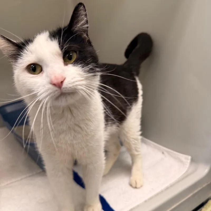 An adult medium-sized female White Domestic Short Hair cat named Poppy for adoption in Saint Charles, MO