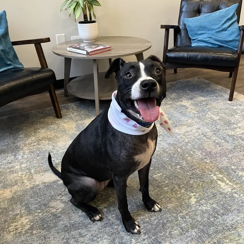 An adult large-sized female Black Pit Bull Terrier dog named Pepper for adoption in Chicago, IL