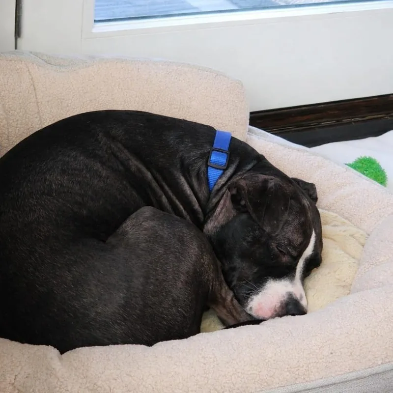 Pepper thumbnail 2